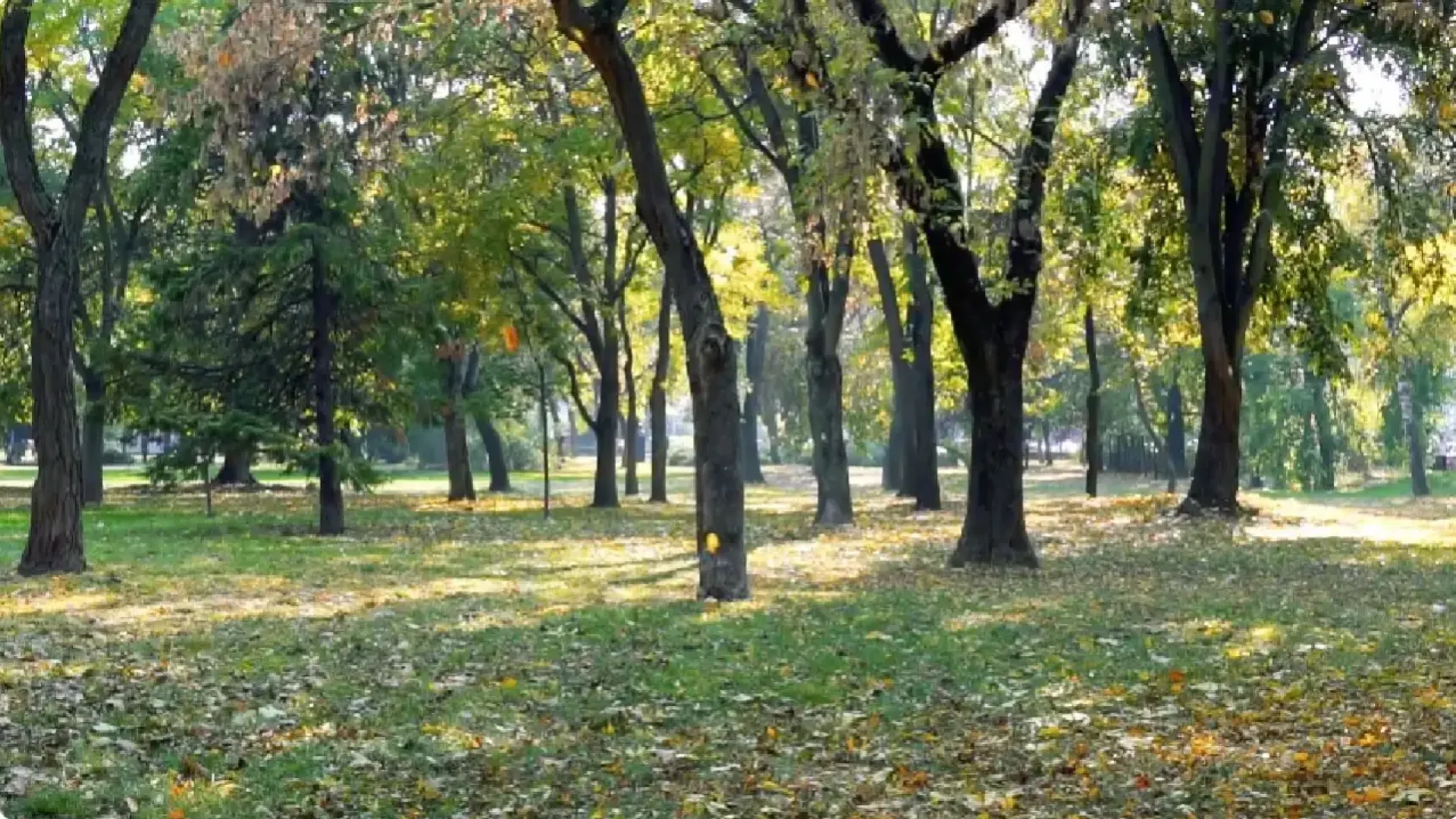 Dunavski park - zelena istorija Novog Sada kroz projekat „Tajne novosadskih parkova“