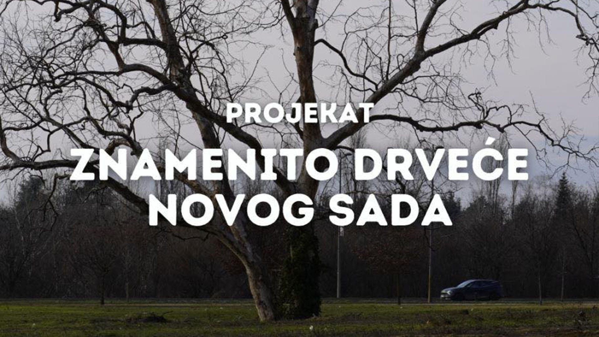 „Znamenito drveće Novog Sada“ predstavljeno je javnosti kroz digitalne kanale